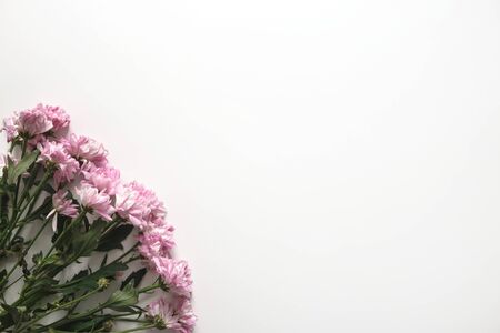 Pink golden-daisy flowers isolated on white background with copy space.の写真素材