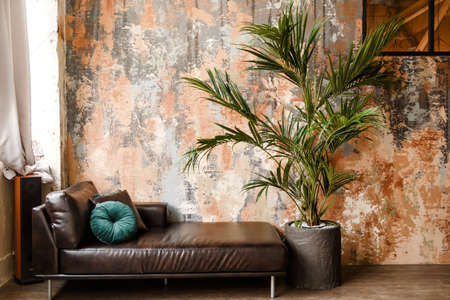Black leather couch, sofa with green potted palm tree close up.の写真素材