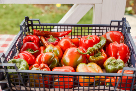 Colorful sweet bell peppers farm harvest, natural background.の写真素材