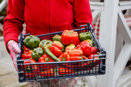 Old woman farmer holding harvest of bell peppers from own farmの写真素材