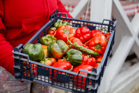 Old woman farmer holding harvest of bell peppers from own farmの写真素材