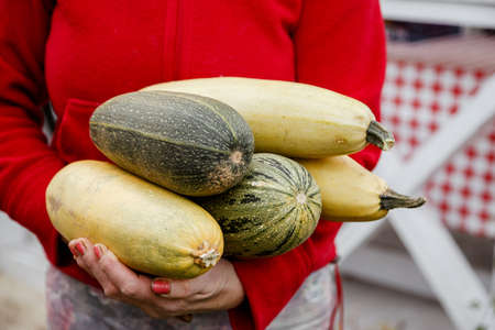 Zucchini and yellow squash in old woman farmerの写真素材