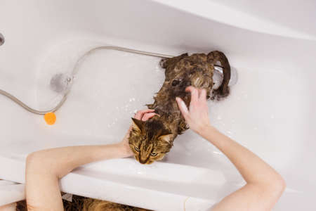 Washing the cat in the bathroom. Wet cat in the bathtub having shower. Confused or angry cat fear of waterの写真素材