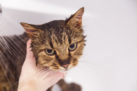 Washing the cat in the bathroom. Wet cat in the bathtub having shower. Confused or angry cat fear of waterの写真素材