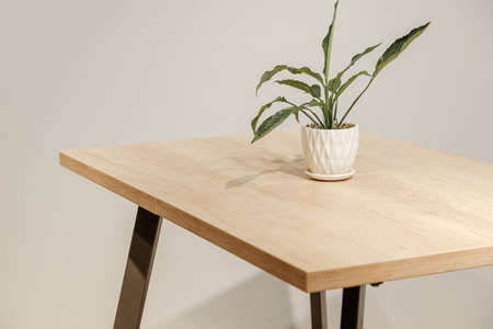 Wooden loft table with home plant in a potの写真素材