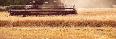 Combine harvester in the field. Close-up of a reel. Harvesting season. Rye and barleyの写真素材