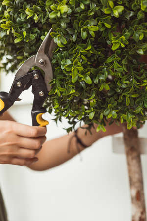 Hands are cut bush with clippersの写真素材