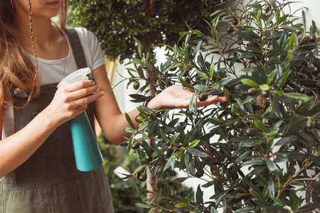 Young woman spraying water on houseplant olive treeの写真素材