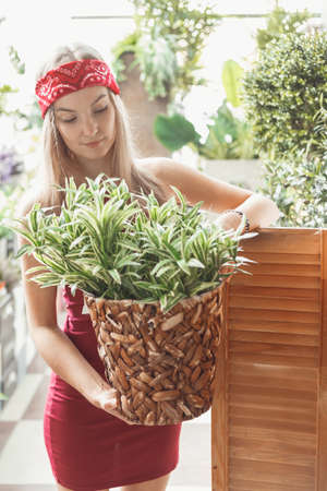 Woman with secateurs caring for an evergreen young bush of thuja plant in pot on home outdoor balcony. Hobbies and leisure, gardeningの写真素材