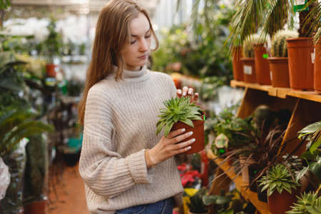Woman buying succulents in pots for home at garden center, spring timeの写真素材