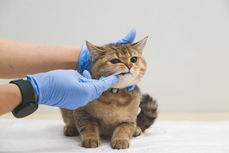 The doctor takes swab from the cat's mouth for analysis. Veterinarian and pet health.