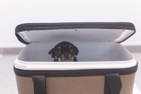 Dog chihuahua inside a travel carrier box for animalsの写真素材