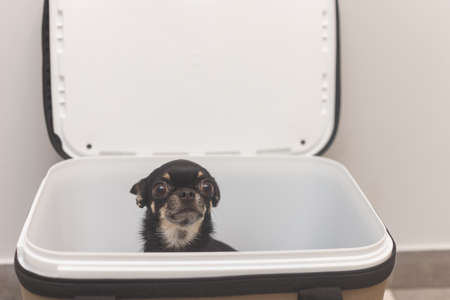 Dog chihuahua inside a travel carrier box for animalsの写真素材