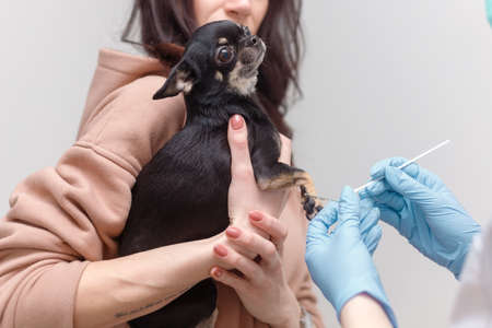 Vet takes swab from dog's ear. pet on owner's handの写真素材