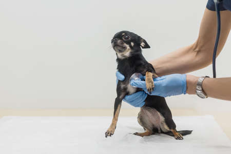 Veterinarian listens to dog's heartbeat. Doctor applies stethoscope to small Chihuahua . Pet health check concept. Solid background with copy spaceの写真素材