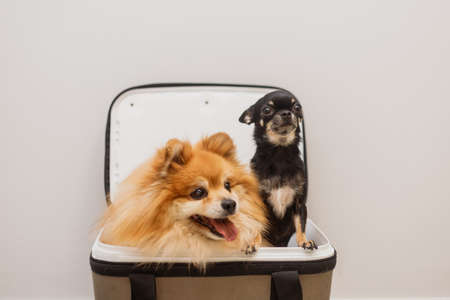 Two dogs sit in an open carrier together. Chihuahua and Spitz look out of the bag. Pet transportation.の写真素材
