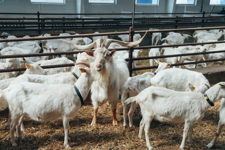 Dominator Male Goat with large Horns surrounded by Goat Females in Roofing Shed on industrial Dairy Farm. mating seasonの写真素材
