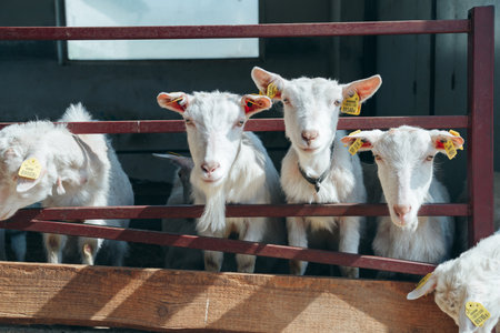 White Goats Standing at Farm in Wooden Shelter and looking at Camera. Chip in Ear. Cute and funny. close-upの写真素材