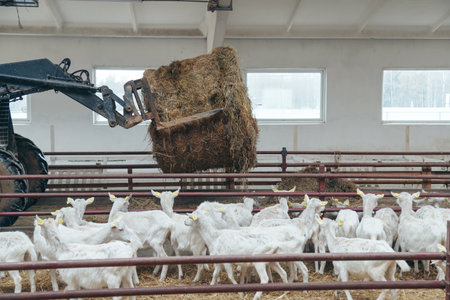 Tractor carrying hay in livestock barn, feed for goats at farm.の写真素材