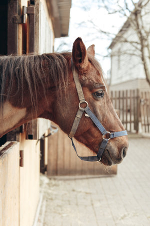 Portrait of a horse in the corral of a country houseの写真素材