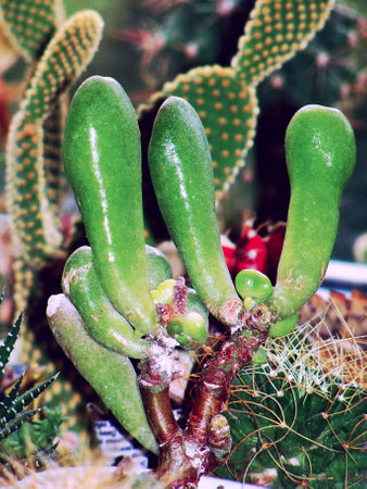 cactus, beauty, exotics, plant, mood, Flowers, inspirationの写真素材