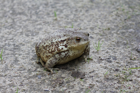 camouflageの写真素材