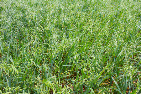 Young green oats farmingの写真素材