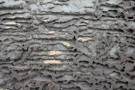 Atypical anthill, background in grayscaleの写真素材