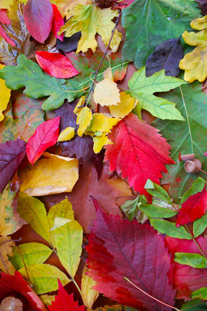 Autumnal decorative background, Yellow, brown, golden leaves, chestnuts and acornsの写真素材