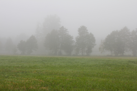 Fog covers the meadowの写真素材