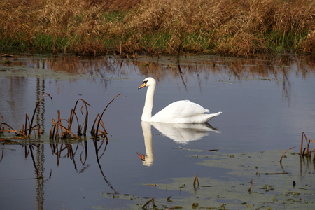Wild swan on a riverbedの写真素材