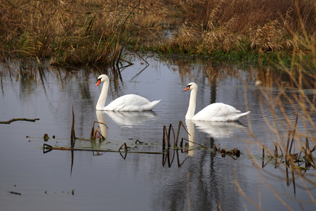 A pair of wild swans on a riverbedの写真素材