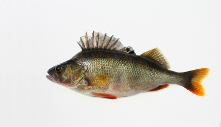 Perca fluviatilis, English perch (redfin) -the whole silhouette, clean backgroundの写真素材