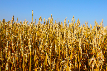 Time for harvestの写真素材