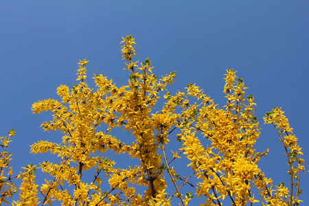 Forsythia flowers called Easter tree against the skyの写真素材