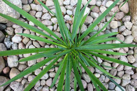Yucca in the rock gardenの写真素材