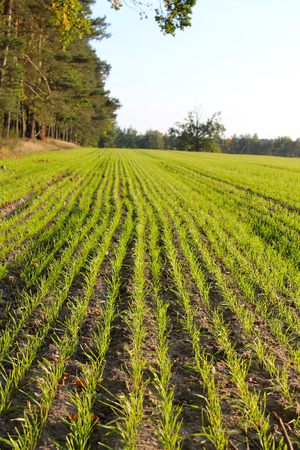 Winter cereal crops in Poland. Octoberの写真素材