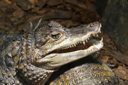 Crocodilia,  caiman, alligatorの写真素材