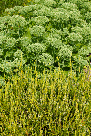 Various green in the spring garden: stonecrop and heathersの写真素材