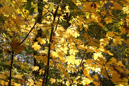 Autumn, golden maple leavesの写真素材