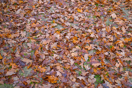 The ground is strewn with oak leavesの写真素材