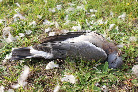 Dead Eurasian collared dove, dead bird lying in the grassの写真素材