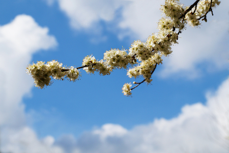 Abundantly flowering tree, branch against the skyの写真素材