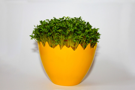 Easter decoration with green plants on a light backgroundの写真素材