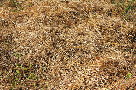 Straw scattered on the field after harvest, a valuable energy raw materialの写真素材