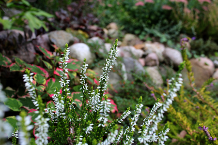 Autumnal blooming heathers in a rocky gardenの写真素材