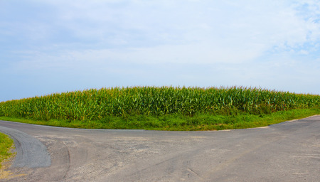A vast field of corn, an empty country road, a clear skyの写真素材