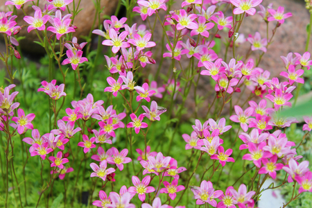 Pink flowers on large dark green rosettes of leaves: Saxifragaの写真素材