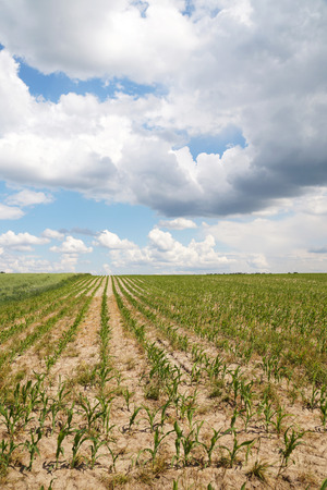A field of young corn against the sky full of clouds, vertical frameの写真素材