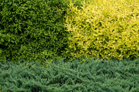 Three shades of green in the garden, three species of plants including thujaの写真素材